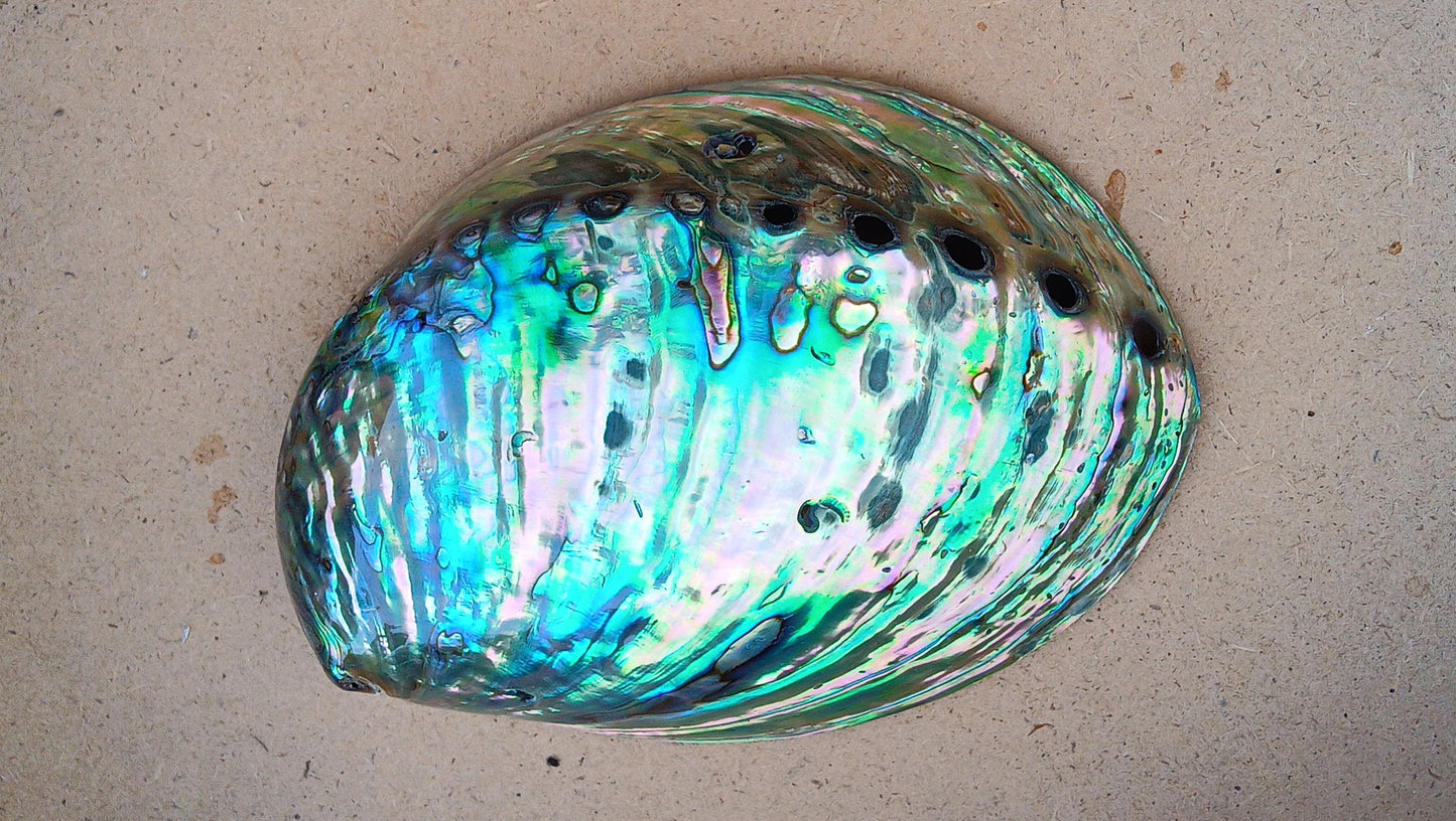 Perleťový poklad oceánu: Mušle Abalone (Paua) 13 cm