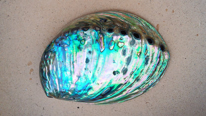 Perleťový poklad oceánu: Mušle Abalone (Paua) 13 cm