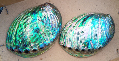 Perleťový poklad oceánu: Mušle Abalone (Paua) 13 cm