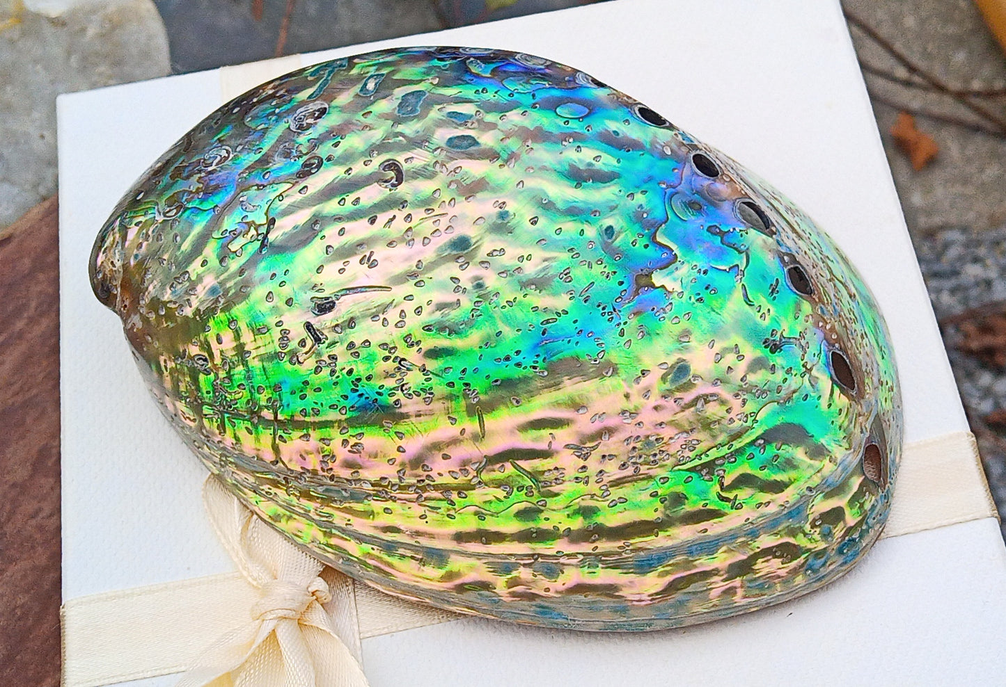 Perleťový poklad oceánu: Mušle Abalone (Paua) 13 cm