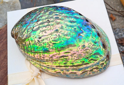 Perleťový poklad oceánu: Mušle Abalone (Paua) 13 cm