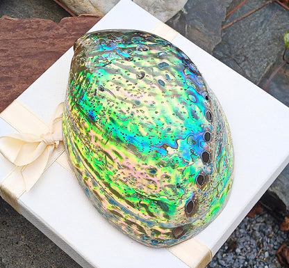 Perleťový poklad oceánu: Mušle Abalone (Paua) 13 cm